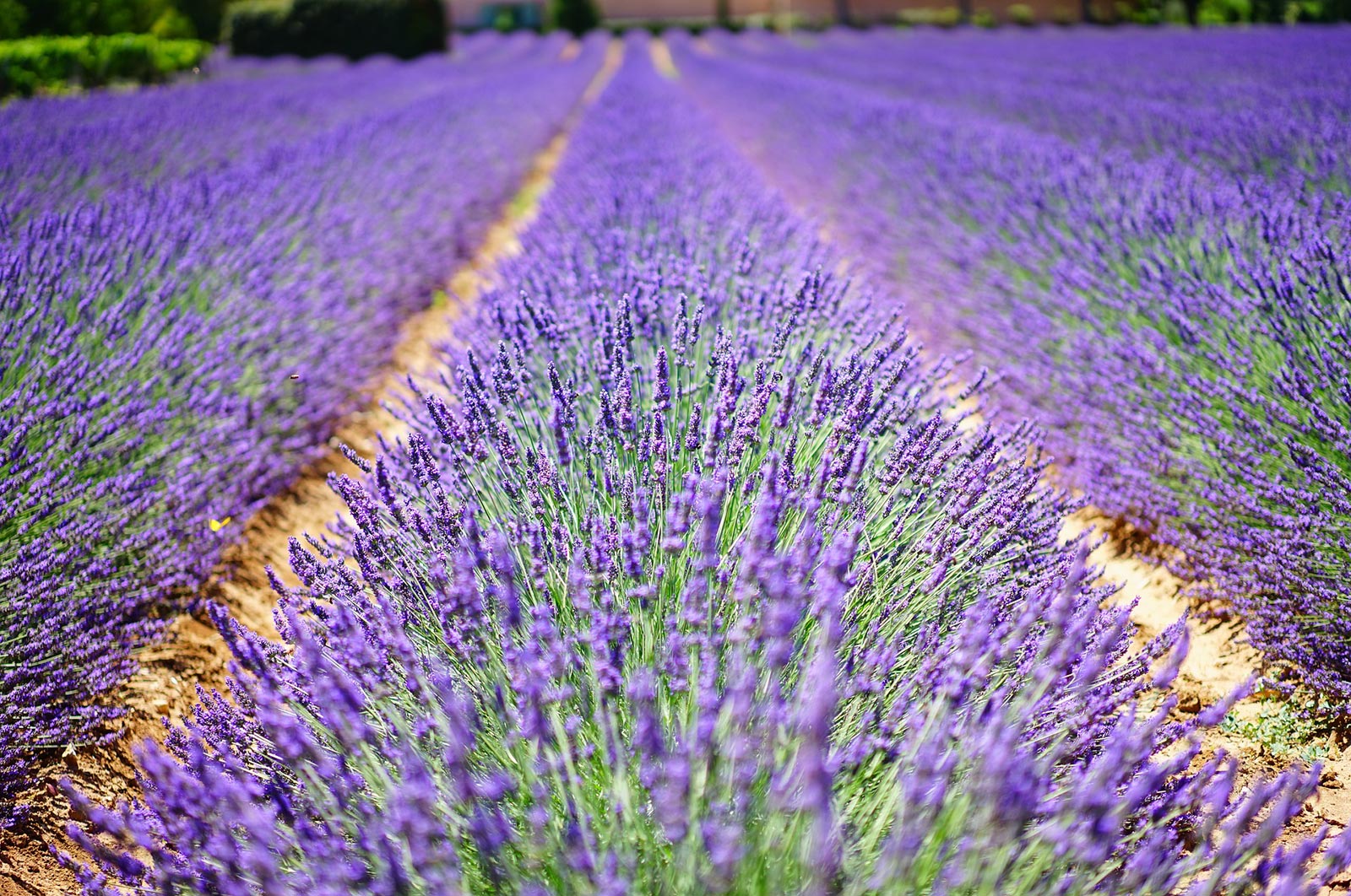 Lavender Fields of Provence